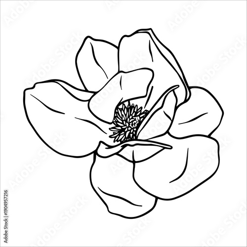 Line art magnolia flowers. Black and white line drawing of a magnolia flower. Spring magnolia flowers isolated. Vector Line art illustration of a magnolia flower. Botanical sketch painted by black ink