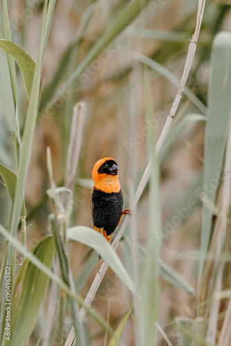 bird