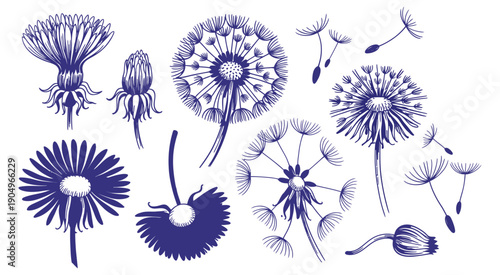 blue ballpoint pen doodle collection of dandelions, hand drawn sketch isolated on white vector illustration, ranked titles concept, hierarchy botanical symbols, premium artistic levels for modern grap