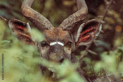 Kudu