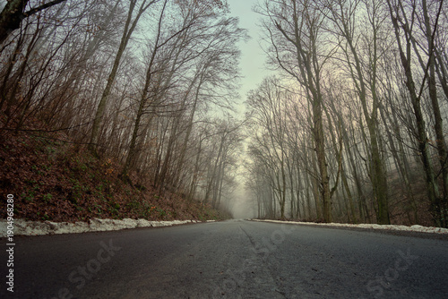 An asphalt road in the Carpathian forest in spring, in the morning mist