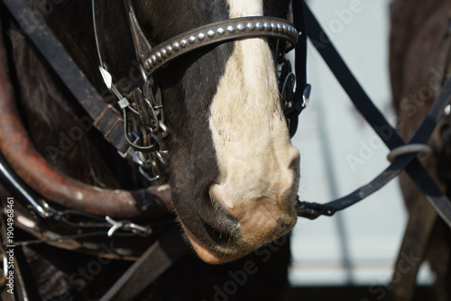 Foto closeup of a Clydesdale draft horse nose bridled with bit