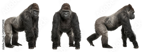 Western lowland gorilla set with side and front views, isolated on transparent background