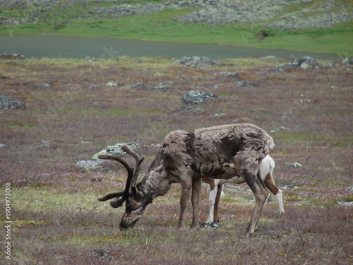 deer in the wild in the northern Urals