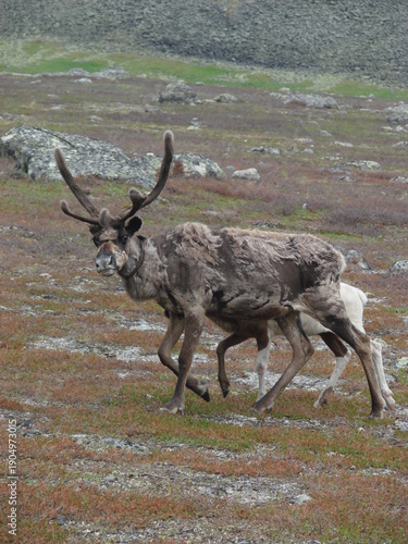 deer in the wild in the northern Urals