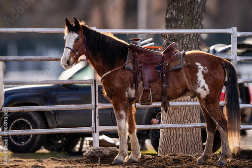 saddled paint quarter horse in arena tied to metal coral fencing next to parking lot