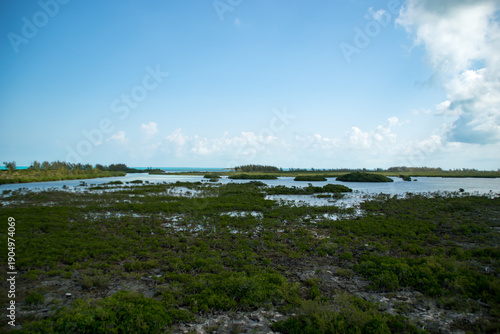 Mangrove
