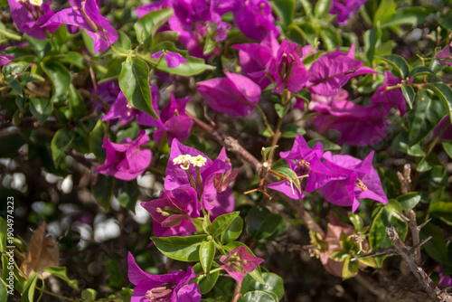 purple Rhododendron