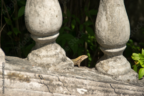 Bahaman anole