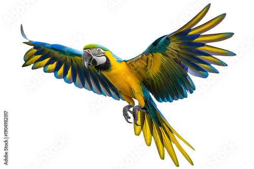 Blue and yellow macaw flying isolated on white background