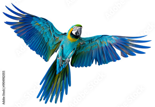 Flying blue and yellow macaw close view isolated on white background 