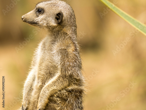 Fotografi Suricate