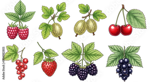 Assorted Berries and Fruits with Leaves on White Background