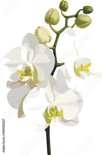 white orchid