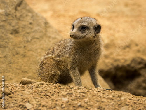 Billede på lærred Suricate