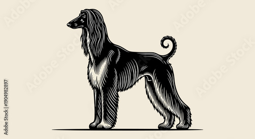 Detailed illustration of an Afghan hound standing profile on a neutral background viewed from the side