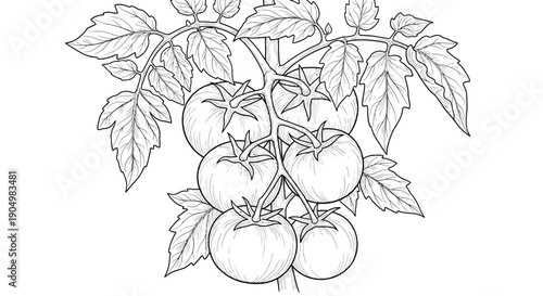 A close-up illustration of tomatoes hanging from a vine with leaves surrounding them in a garden setting from a direct viewpoint