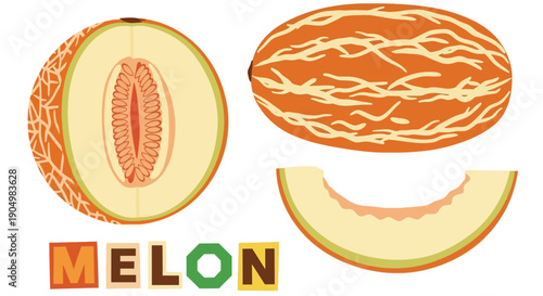 A vibrant melon illustration showcasing cut and whole fruit, highlighting texture and freshness