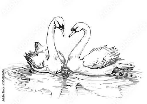 Two swans are swimming together peacefully on calm water surface