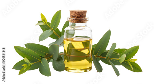 Wallpaper Mural Bottle essential oil in clear glass vial with cork stopper and fresh eucalyptus leaves, natural aromatherapy skincare concept isolated on white background Torontodigital.ca