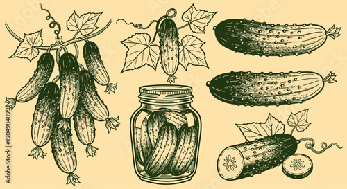 Illustration of cucumbers on vine and in jar with leaves, showcasing pickling process