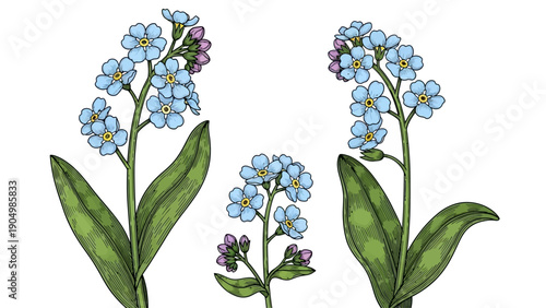 Illustration of Forget-me-not flowers with green leaves and blue blooms from a close-up front view