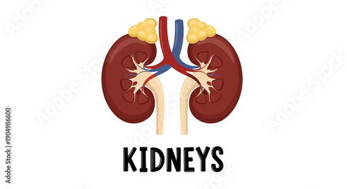 Detailed Illustration of Human Kidneys and Associated Anatomy from a Medical Perspective
