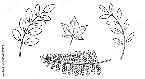 A collection of botanical illustrations featuring various leaves and foliage from different plant species displayed together