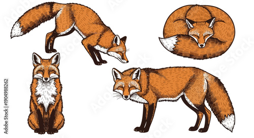 Illustrations of red foxes in various poses and views showcasing their distinctive features and behaviors
