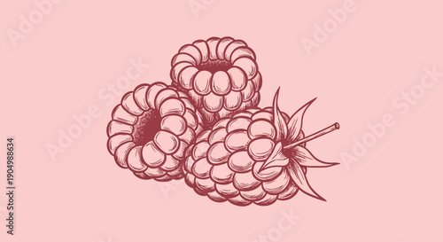 A detailed illustration of three raspberries with leaves on a soft pink background viewed from above