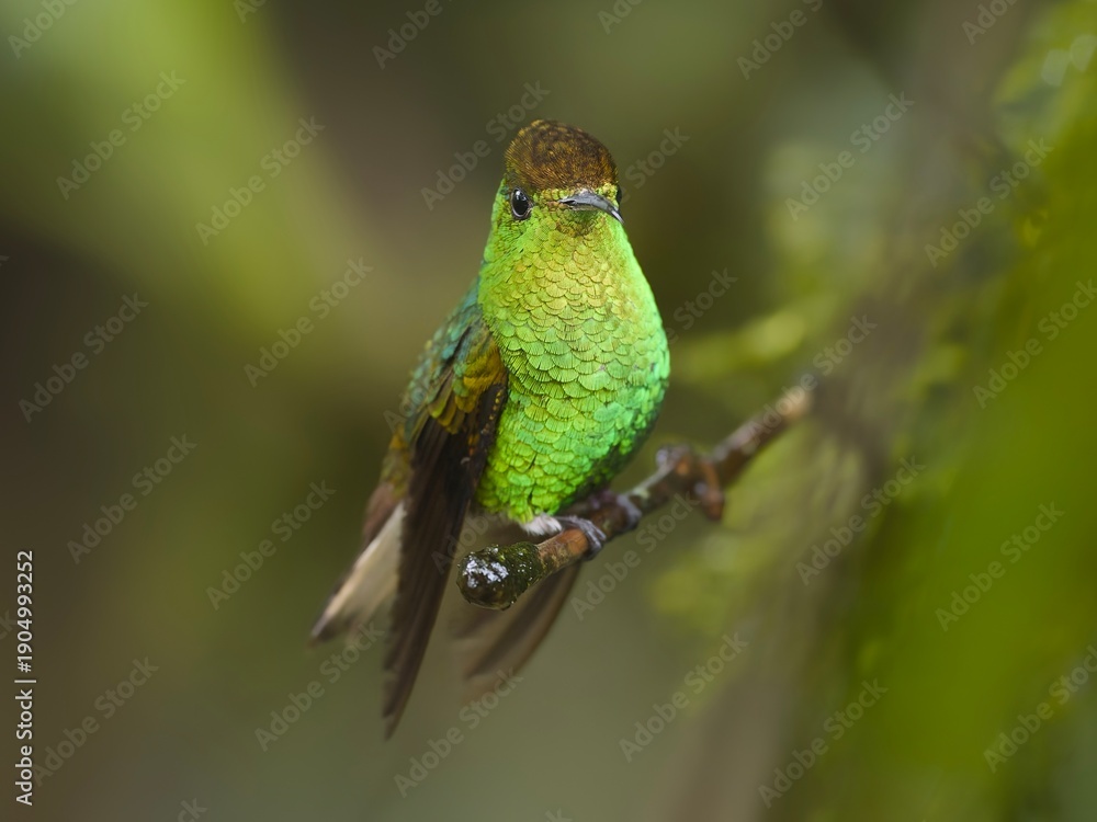 Fototapeta premium Male Coppery-headed Emerald perched on a branch, Costa Rica
