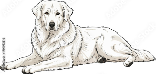 Slovak Cuvac dog lying down relaxed stretched resting pose