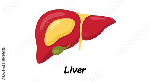 Anatomical illustration of a human liver with gallbladder from a lateral viewpoint