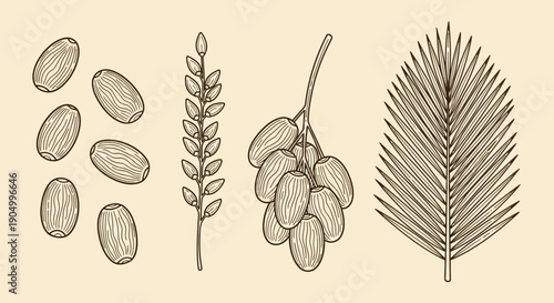 Detailed botanical illustrations of palm tree elements including seeds, leaves, and fruits in a vintage style