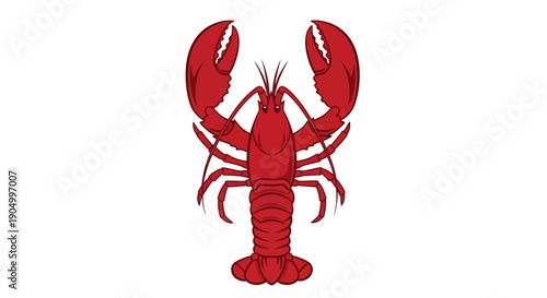 Detailed red lobster illustration on a plain white background from a front viewpoint