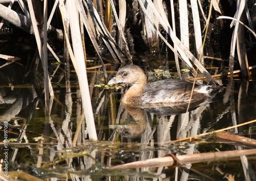 Pied-billed Grebe in Swamp