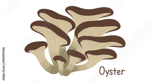 Illustration of oyster mushrooms growing in a cluster from a central stem