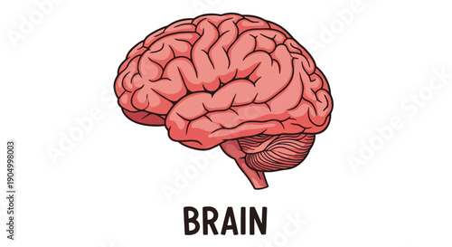 Illustration of a human brain viewed from the top, showcasing its detailed anatomy and structure.
