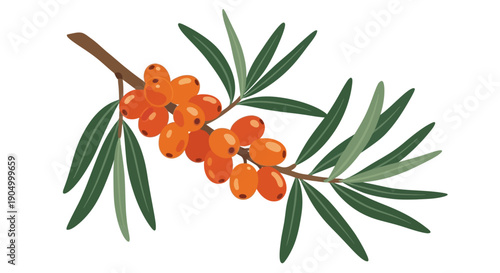 A vibrant branch of orange sea buckthorn berries with green leaves, showcasing nature's beauty from a close-up viewpoint