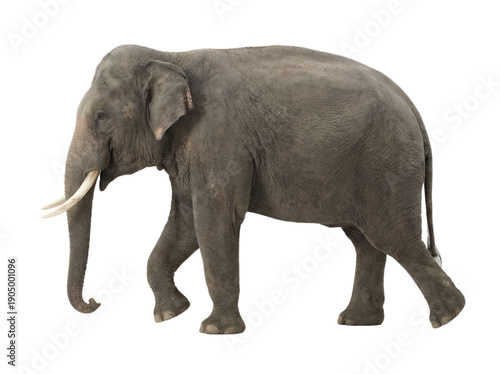 Fotografi Asian elephant walking, side view, isolated on transparent background (PNG)