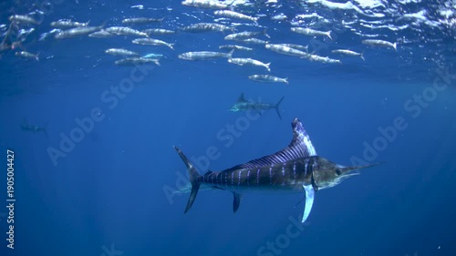 Striped marlins are hunting a small sardines. One of the fastest fish in the ocean. Fish with the long sword on their head.