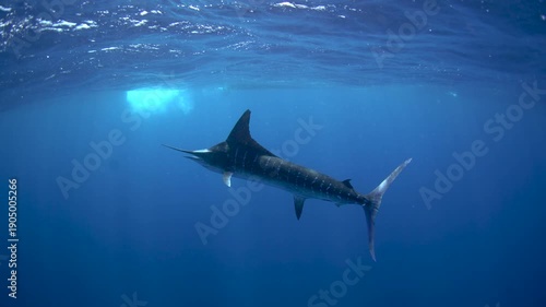 Striped marlins are hunting a small sardines. One of the fastest fish in the ocean. Fish with the long sword on their head.