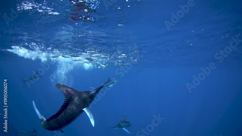 Striped marlins are hunting a small sardines. One of the fastest fish in the ocean. Fish with the long sword on their head.