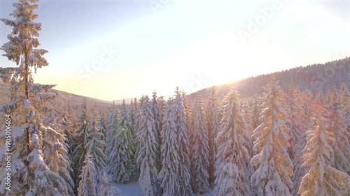 Winter Forest Sun