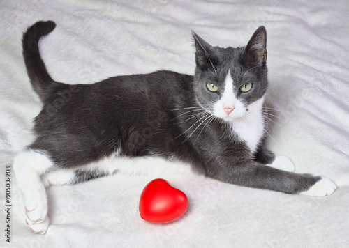 A funny little gray cat is lying on a white blanket. Next to it is a toy in the form of a heart. The concept of Valentine's Day.
