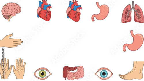 A collection of various human organs and body parts in a medical illustration