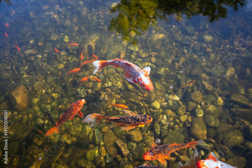 Koi fish in pond in a hotel in Incheon