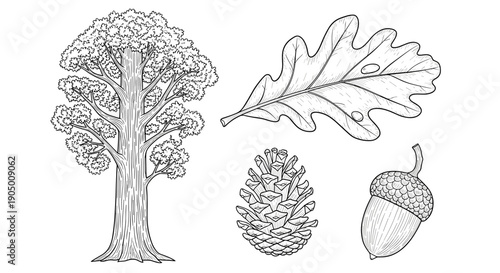 Black and white illustration of tree with leaf, acorn, and pinecone