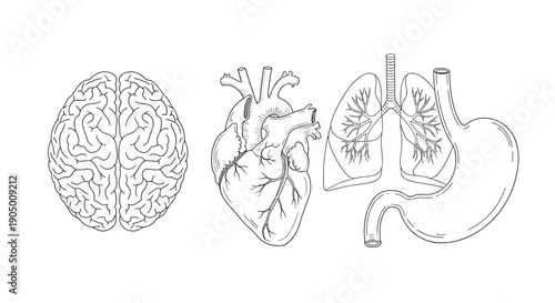 Line drawings of human brain heart and digestive system organs