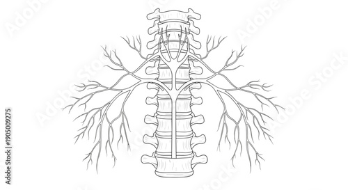 Detailed illustration of human lungs and bronchial tree with trachea and bronchi